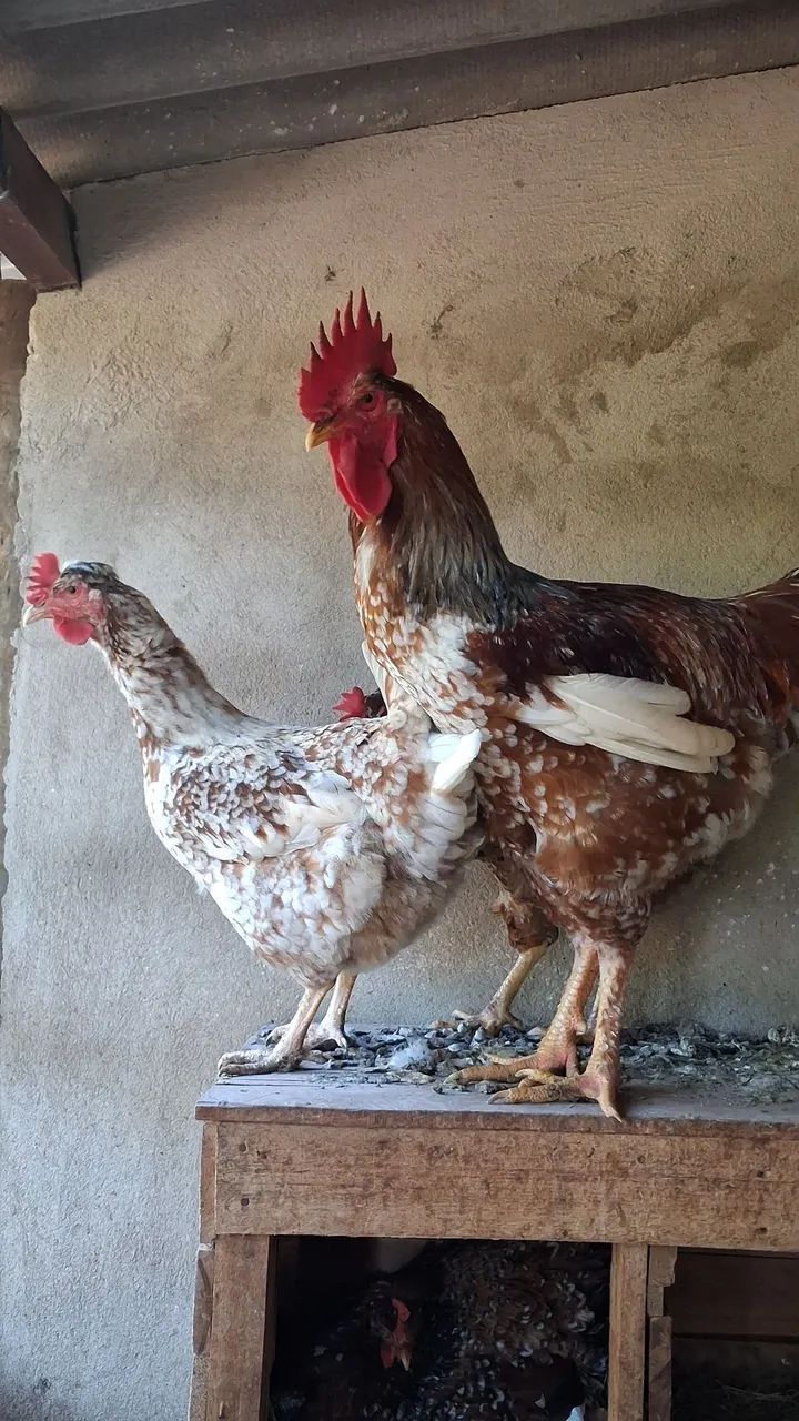 Pintinhos