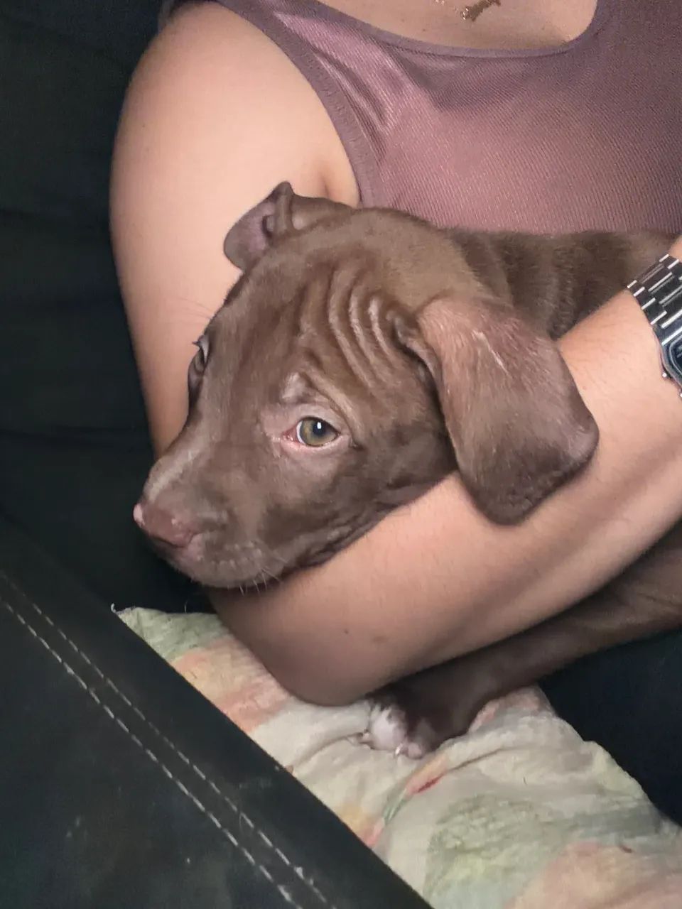 Filhote pitbull  - Foto 3