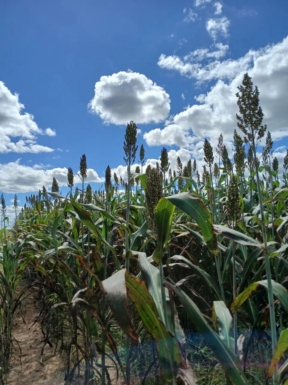 Foragem de sorgo e de milho.  - Foto 2