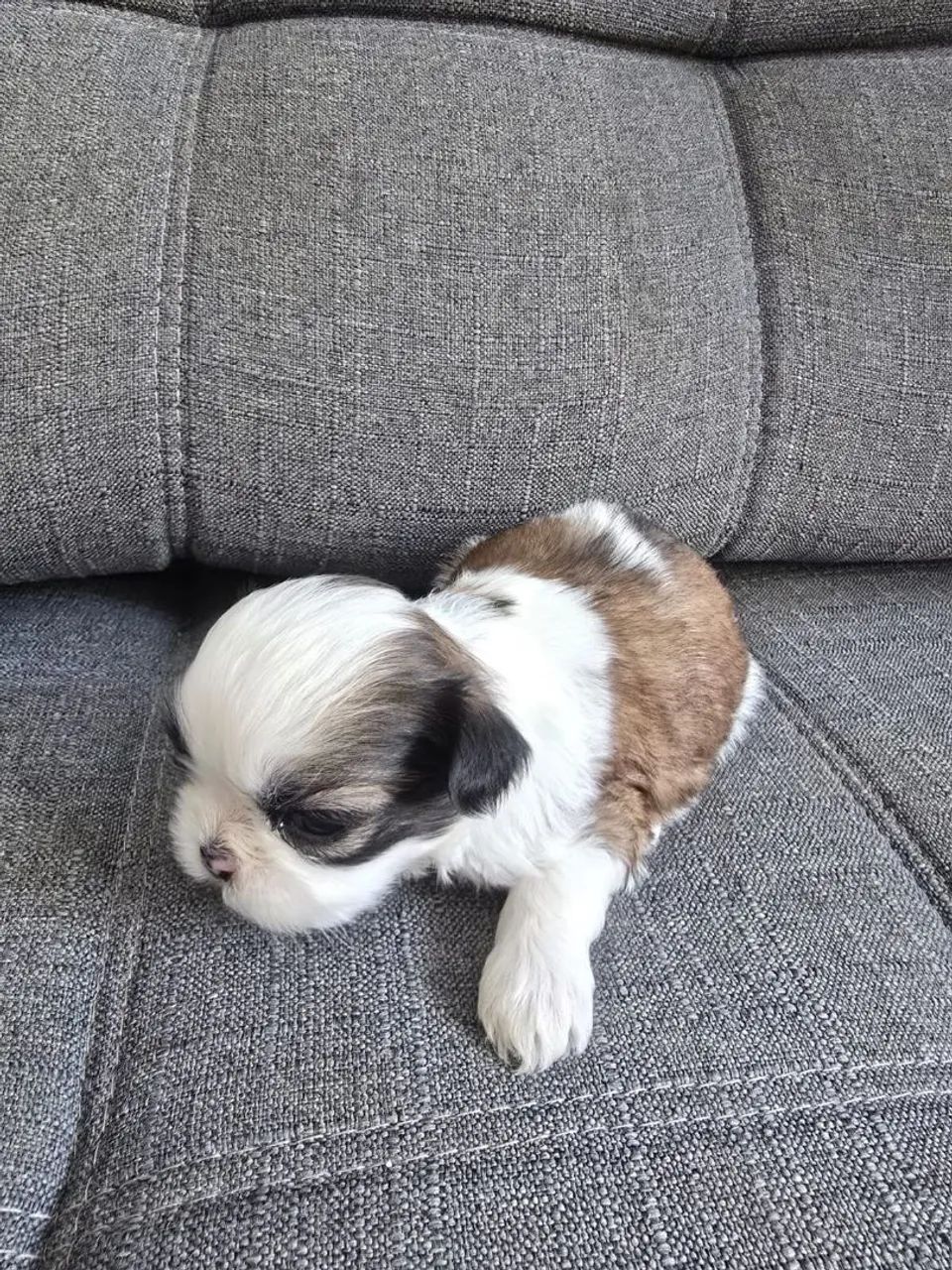 Shih Tzus  - Foto 4