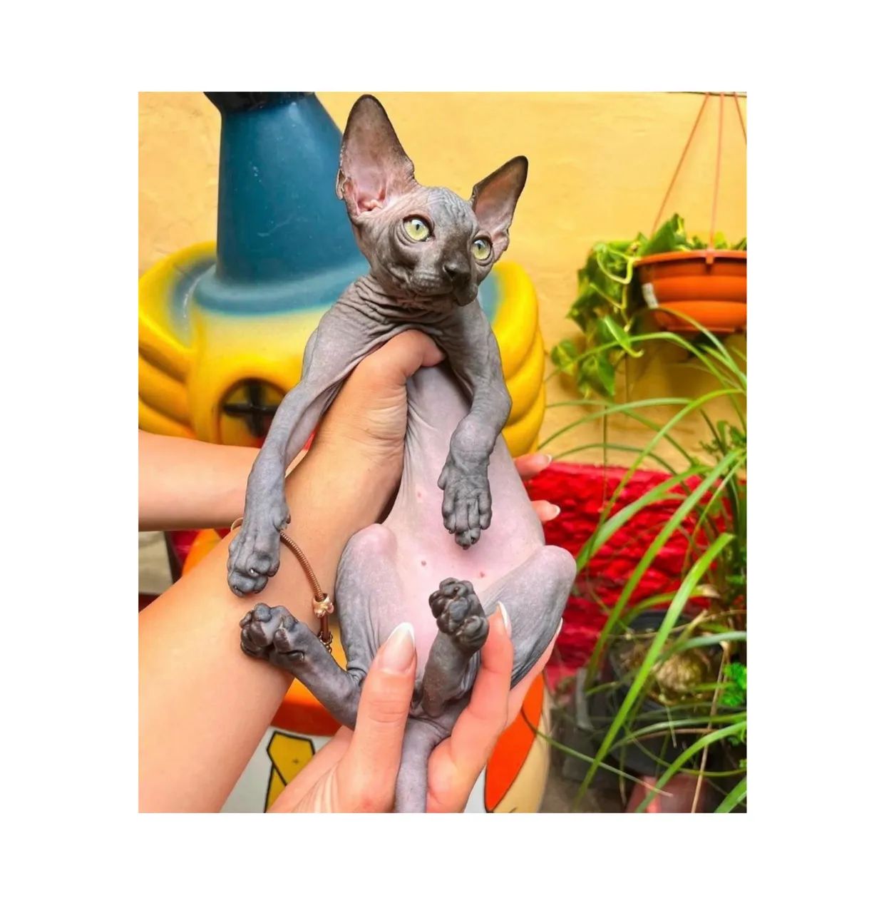 Sphynx Blue - veterinária especialista na raça - leiam descrição 