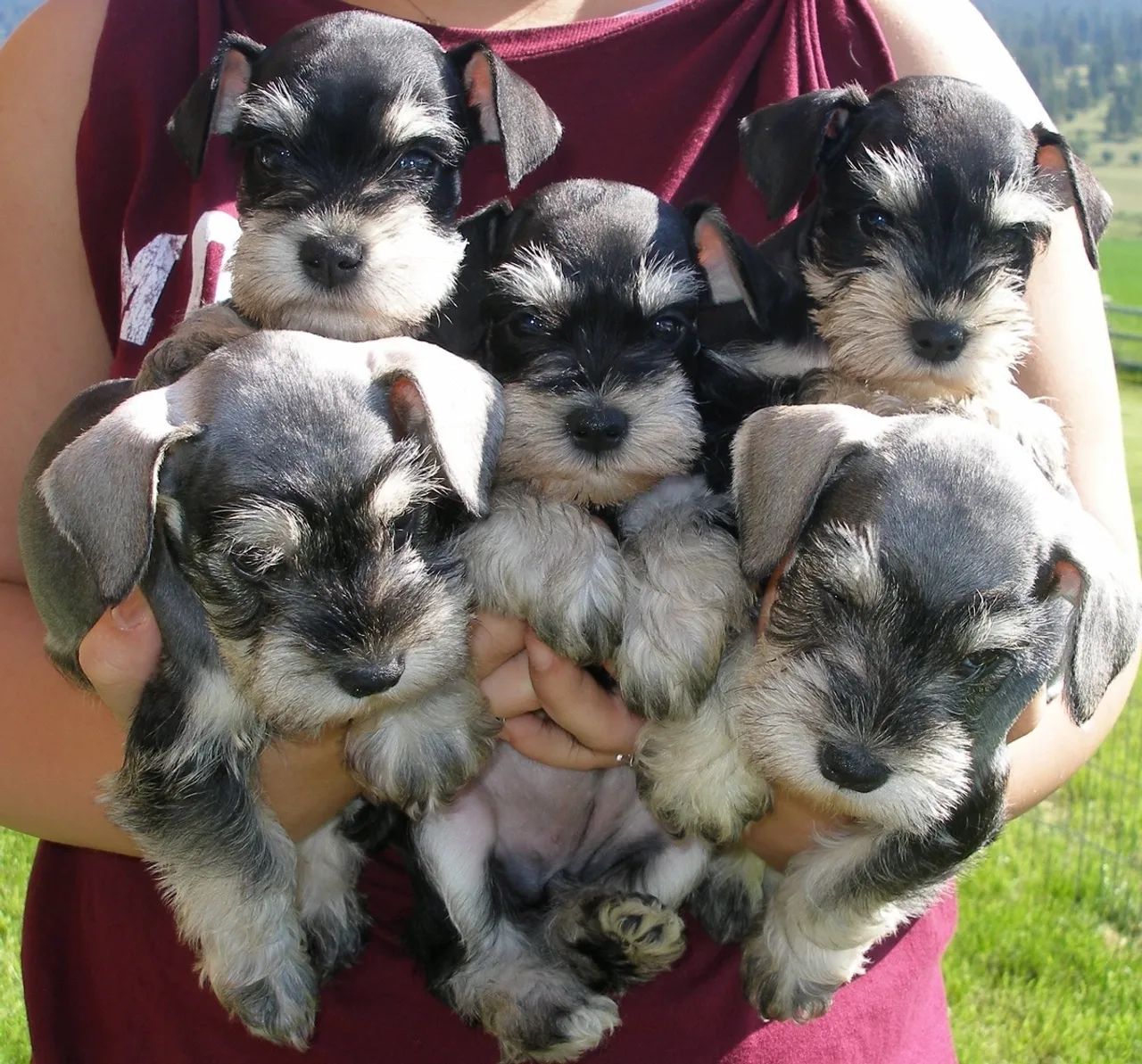 Schnauzer ninhada disponível 