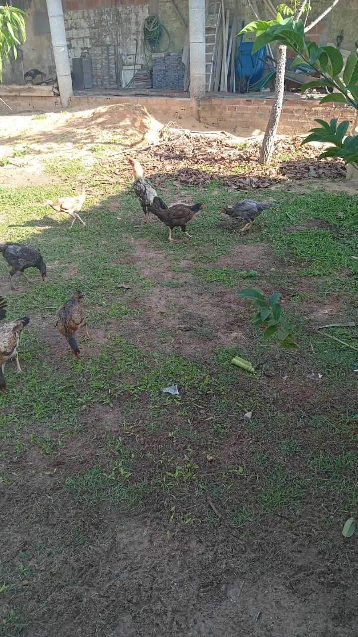 Galinha e galo pato  - Foto 3