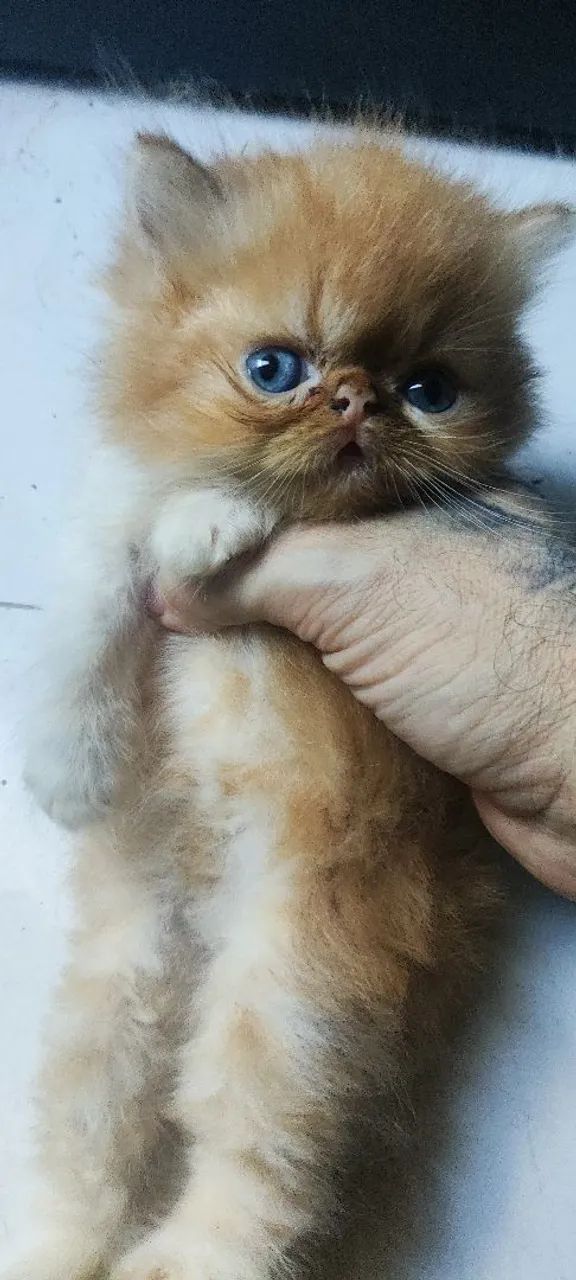 Gatos Persas - Foto 3