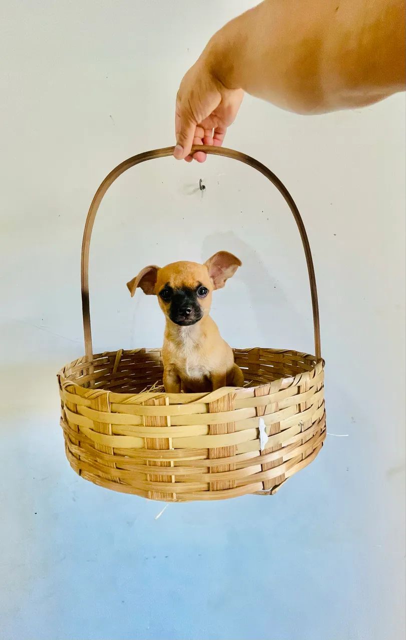 Chihuahua  - Foto 3