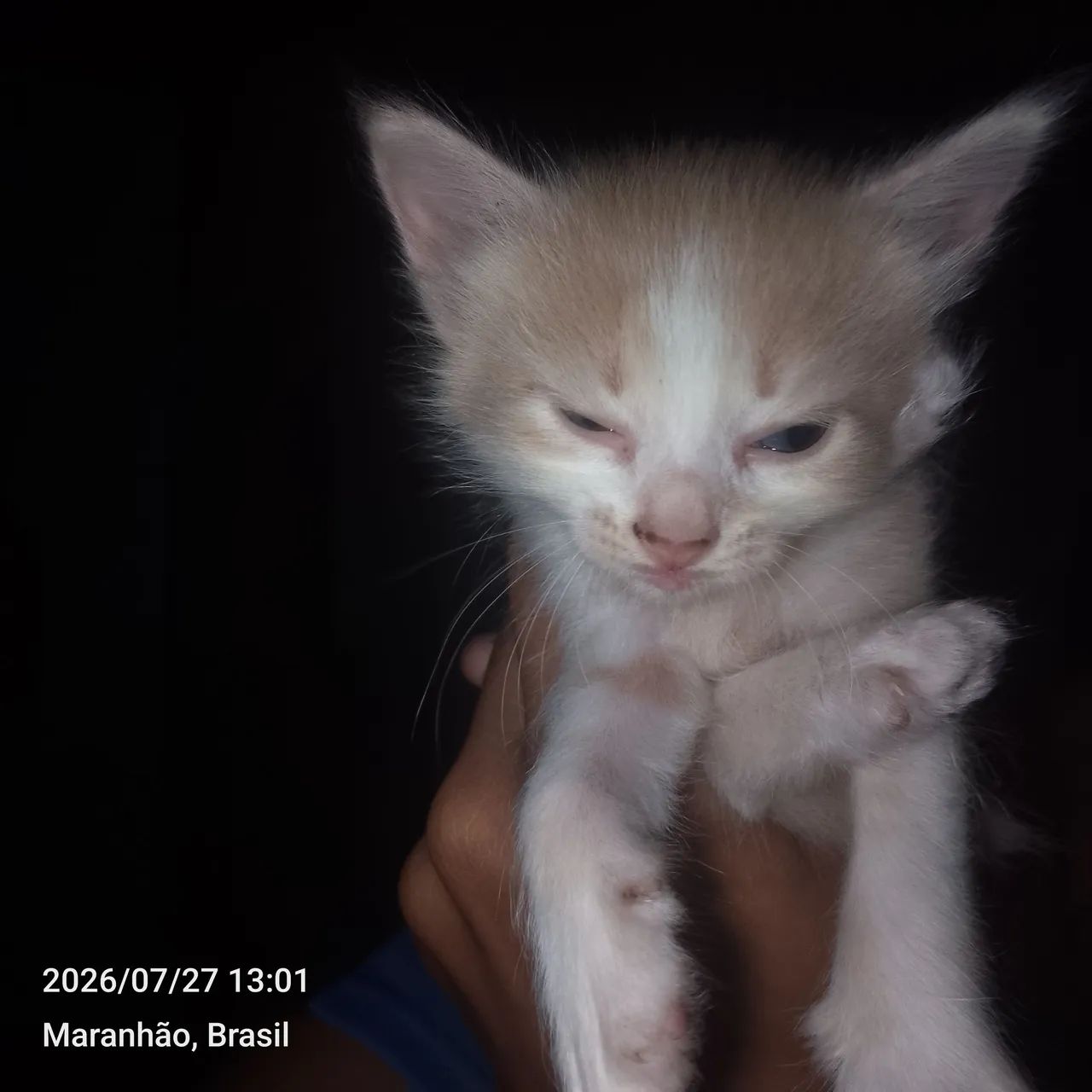 Gata - Foto 2