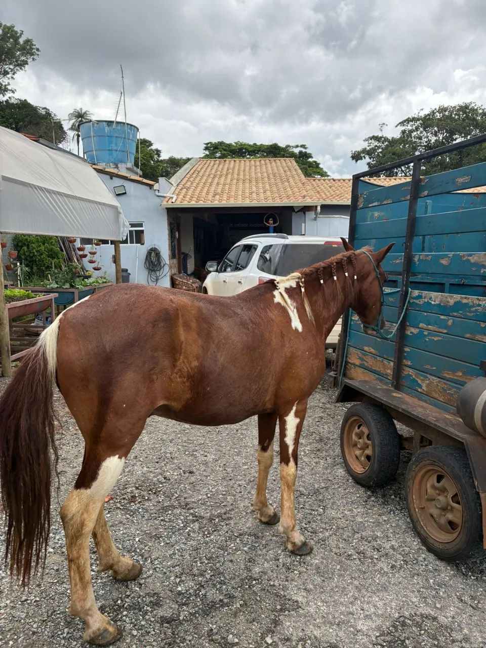 CAVALO A VENDA - Foto 2