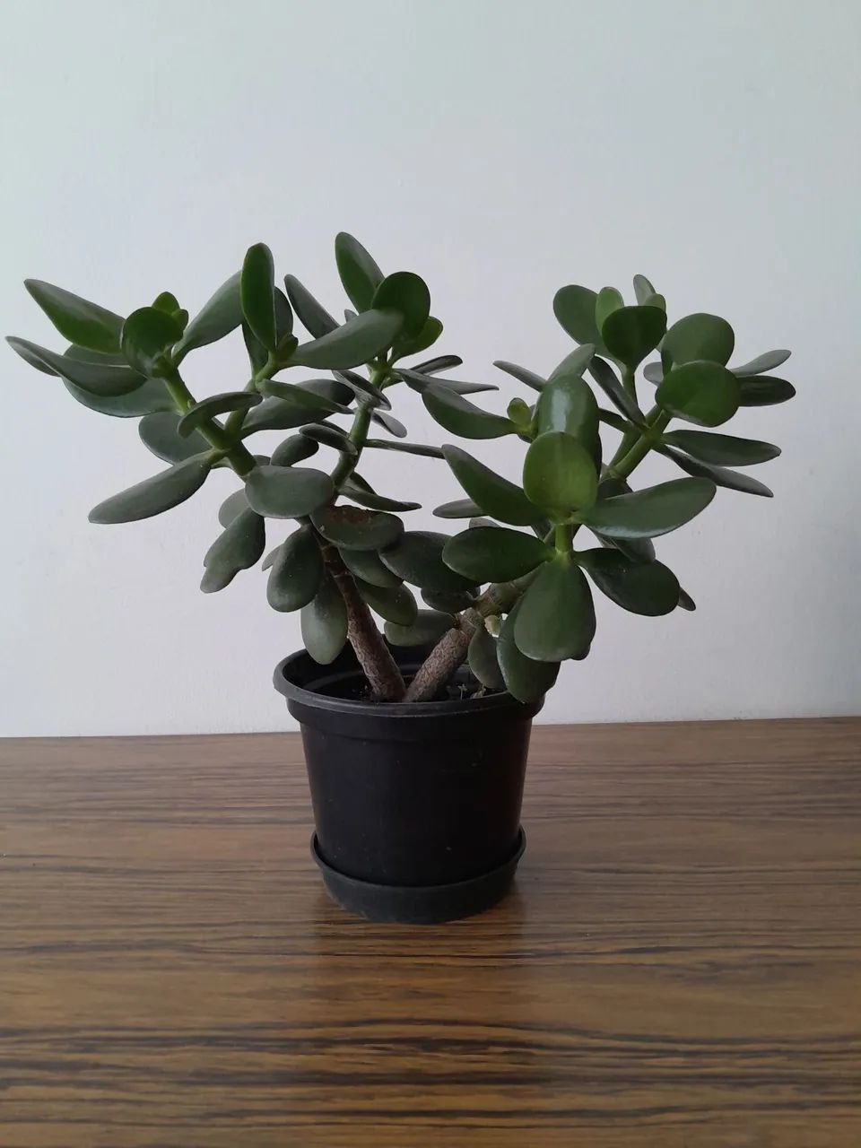 4 vasos com plantas Jade - Foto 2