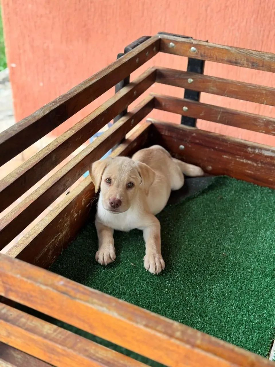 Labrador caramelo  - Foto 2