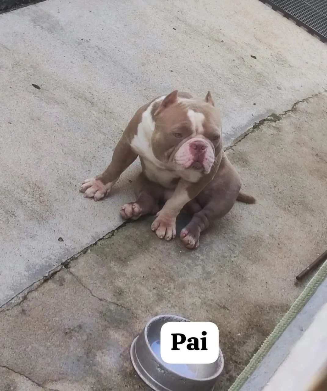 American Bully - Foto 3