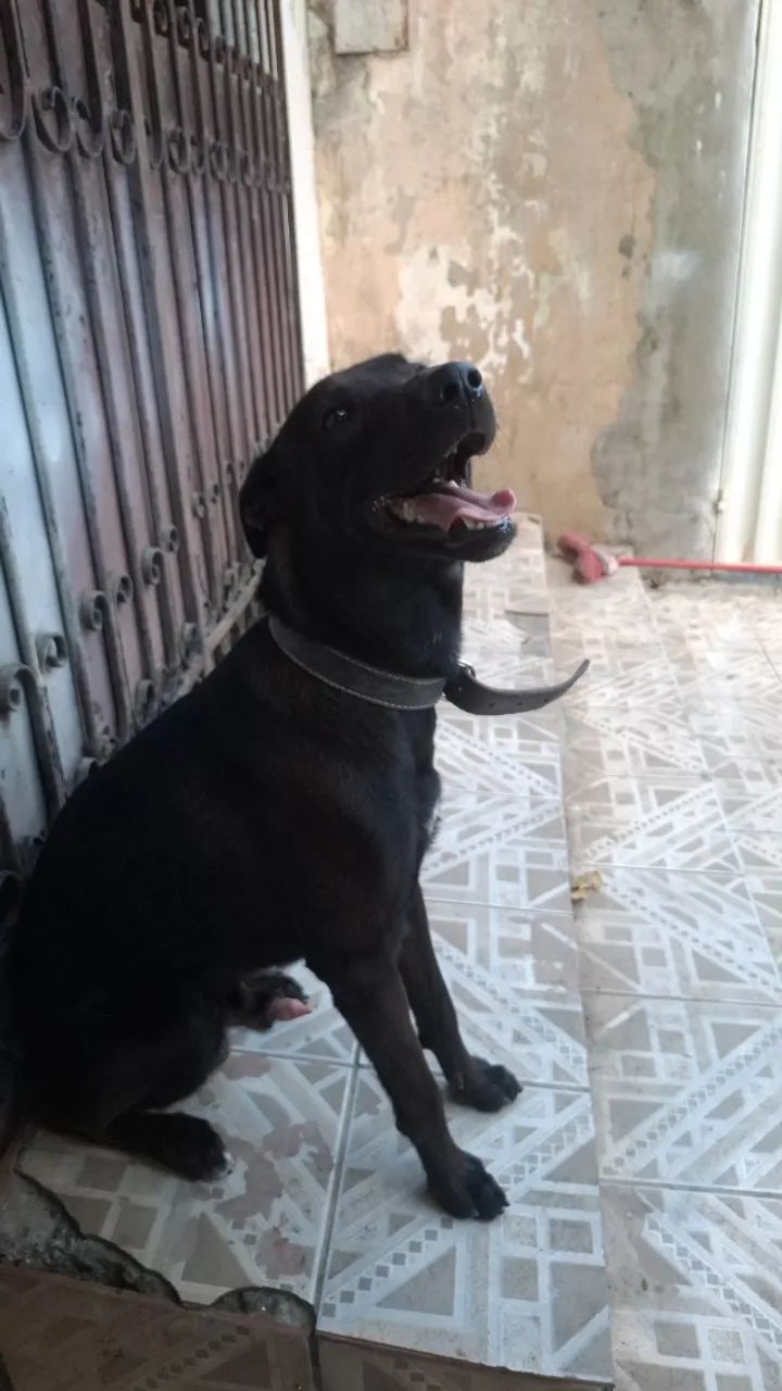 Adoção  - Foto 2