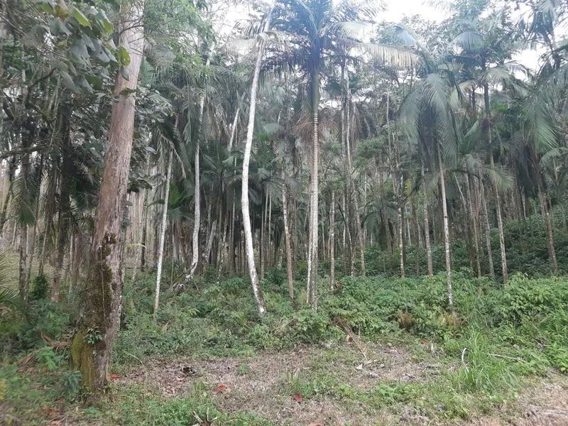 Terreno RIO DOS CEDROS - SC - Foto 3