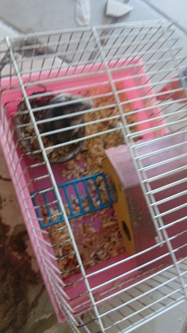 Hamister  - Foto 2