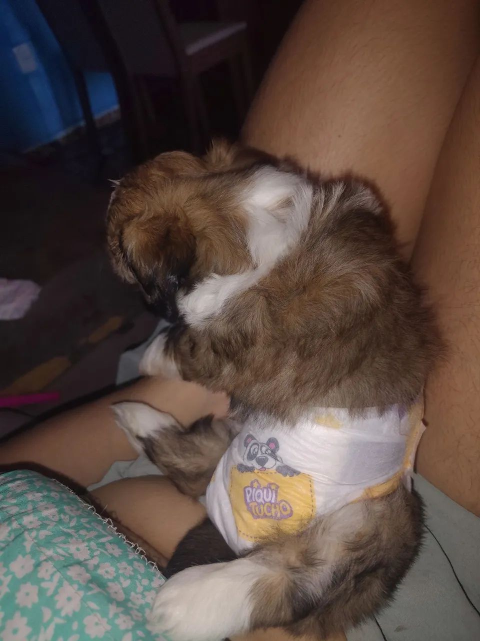 Cachorro Shitzu macho - Foto 2
