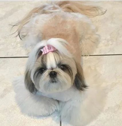 FILHOTES DISPONÍVEIS - SHIH-TZU MICRO