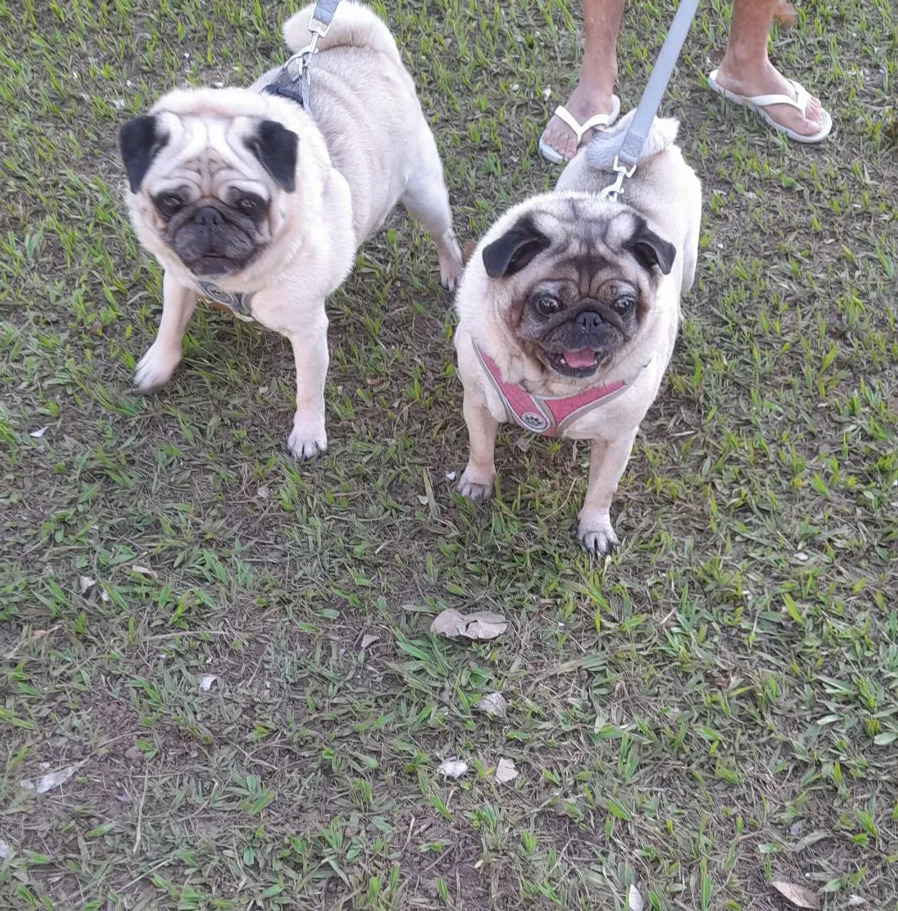 Adestramento de cães 