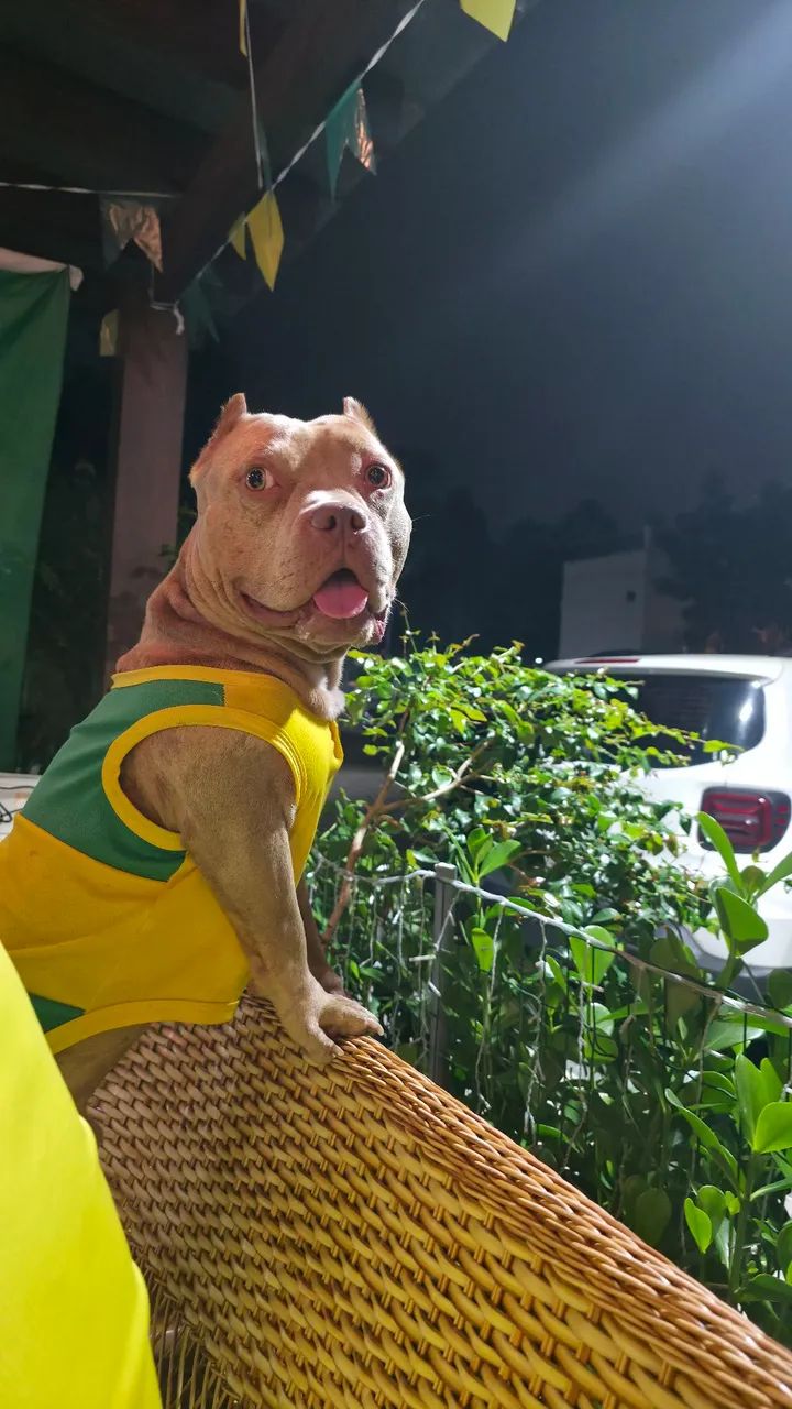 American bully em busca de namorada - Foto 4