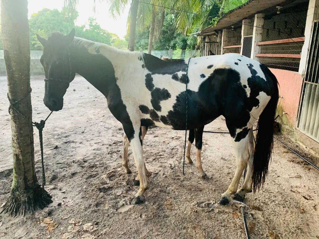 Potro a venda muito lindo  - Foto 4