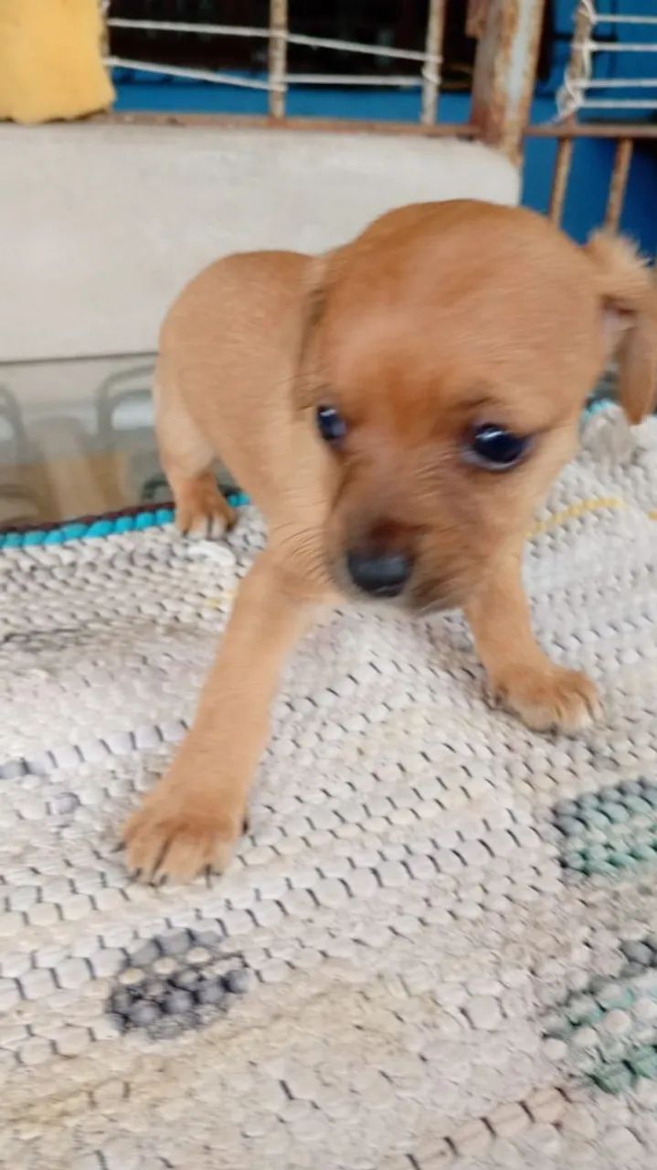 Filhote Pinscher - Foto 5
