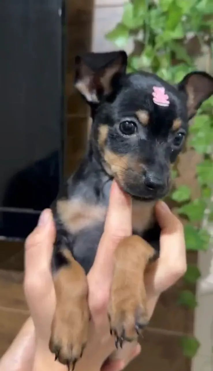 Casal de pinscher 