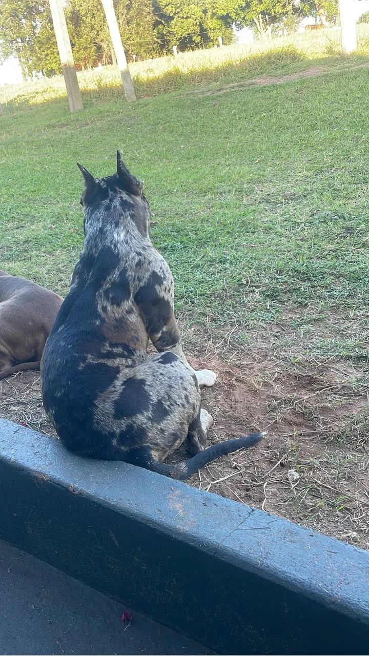 Pit monster 