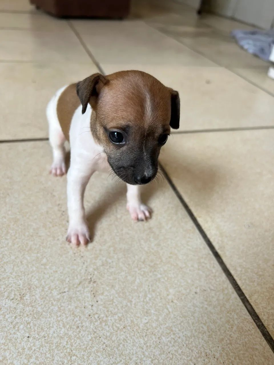 Pinscher  - Foto 2