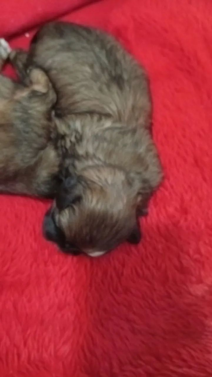 Cachorro