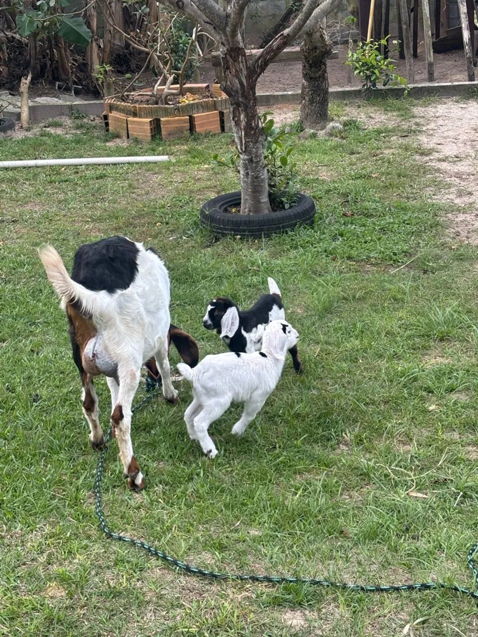 Cabras  - Foto 2