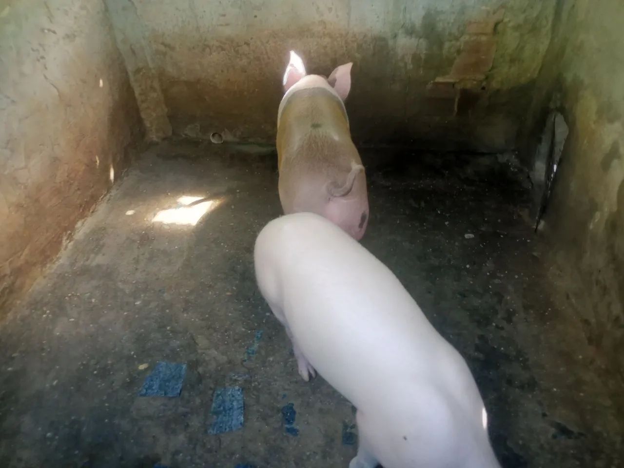 Porcos  - Foto 2