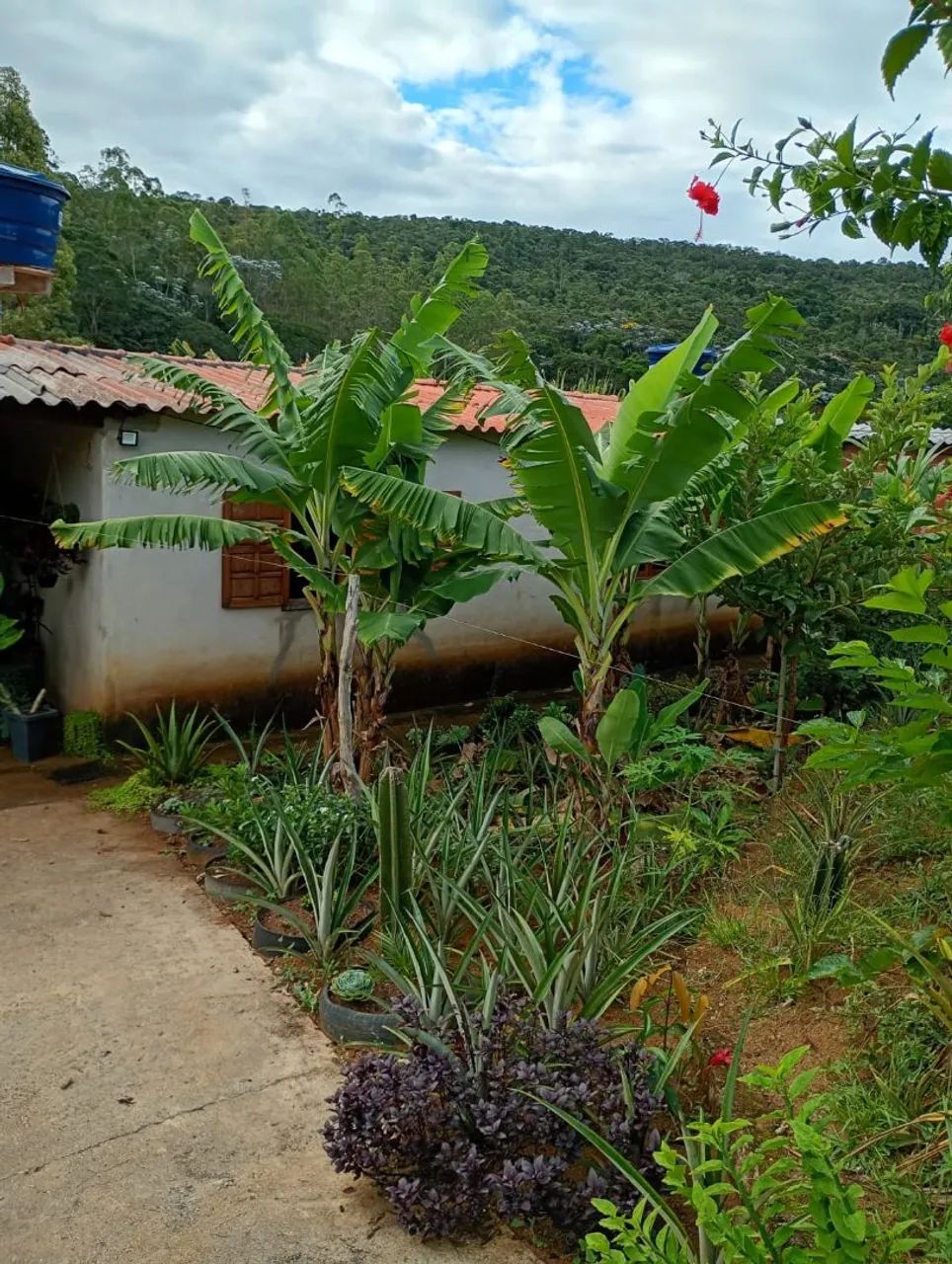Roça, Valor negociável * - Foto 3