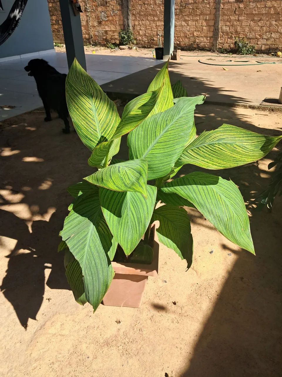 Planta  - Foto 2