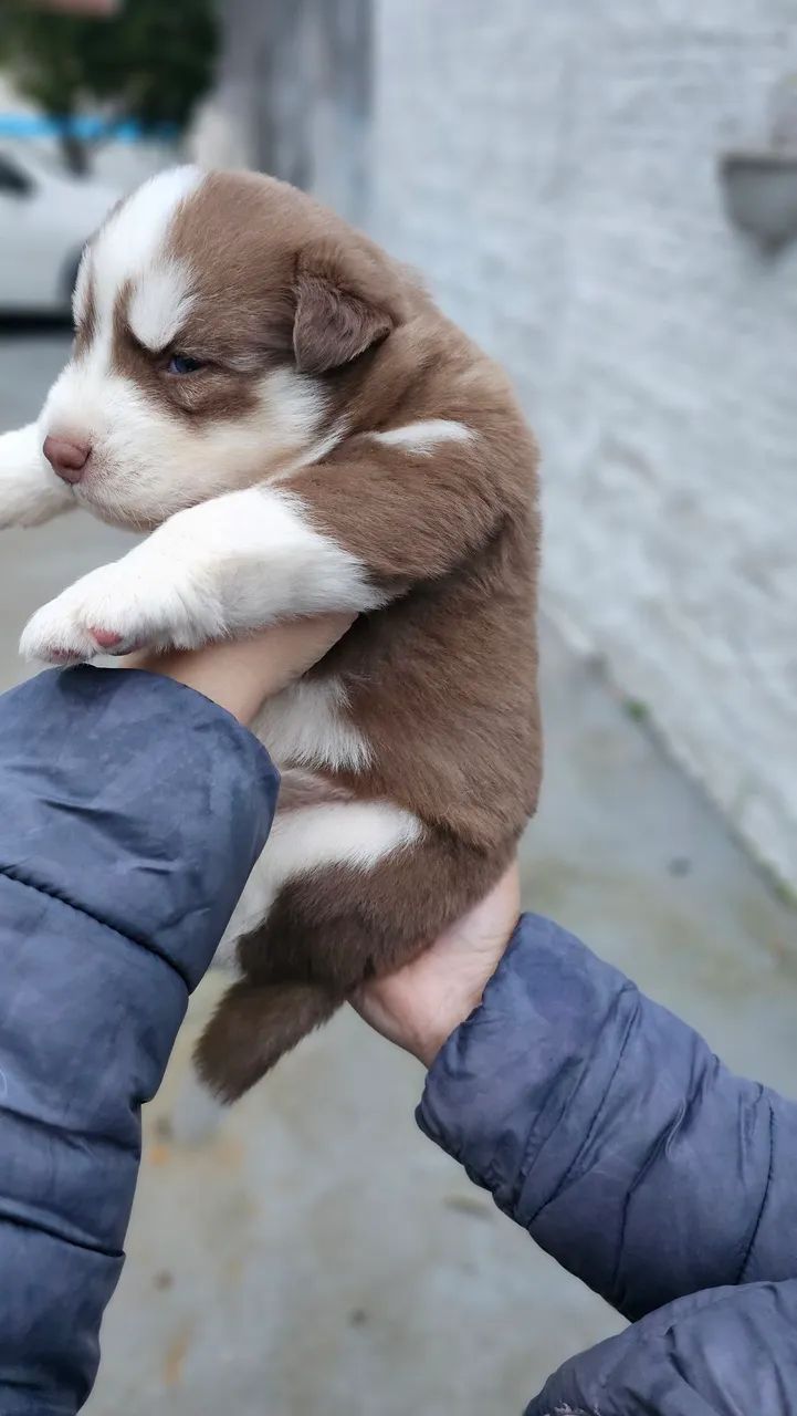 Husky siberiano  - Foto 5