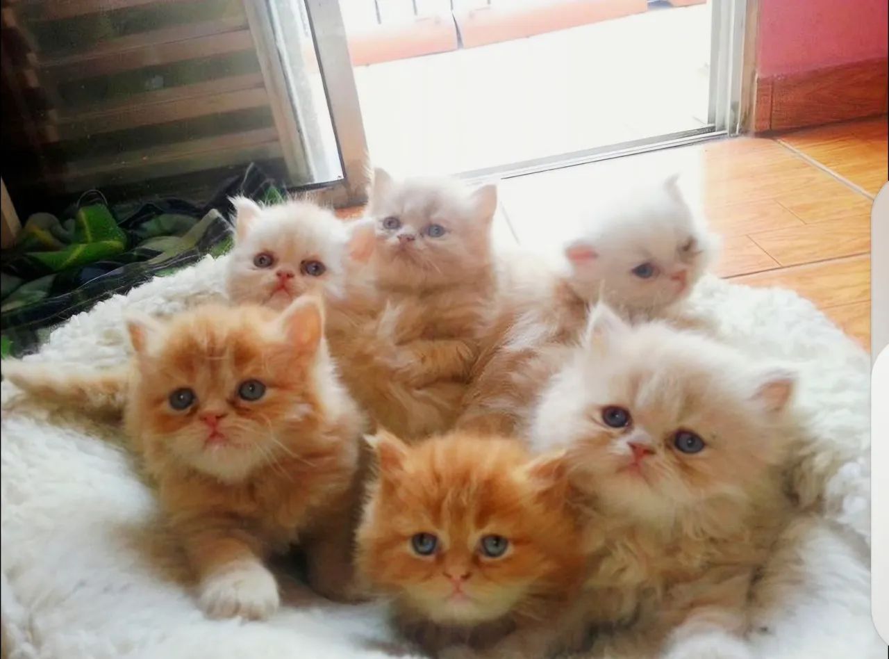 Gatos Persa Final Do Mês Nasce 3 Ninhada
