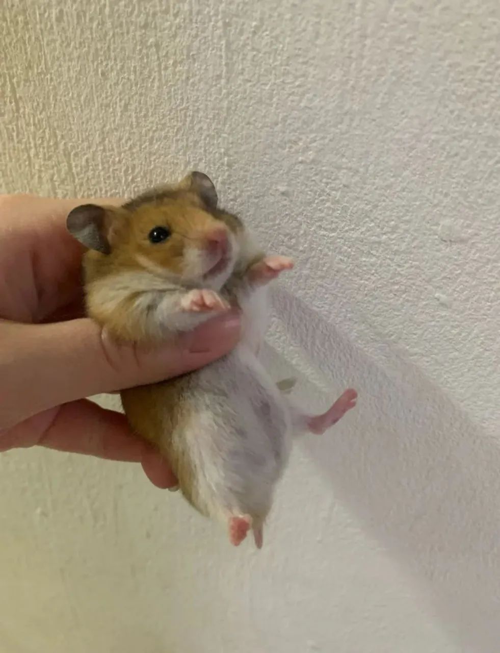 Hamster sírio - Foto 4