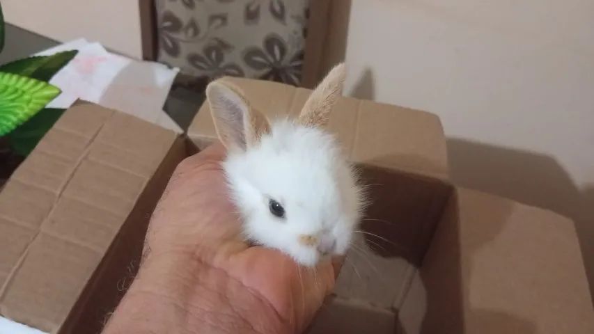Filhote de Coelho da Raça Mini Lion - Foto 4
