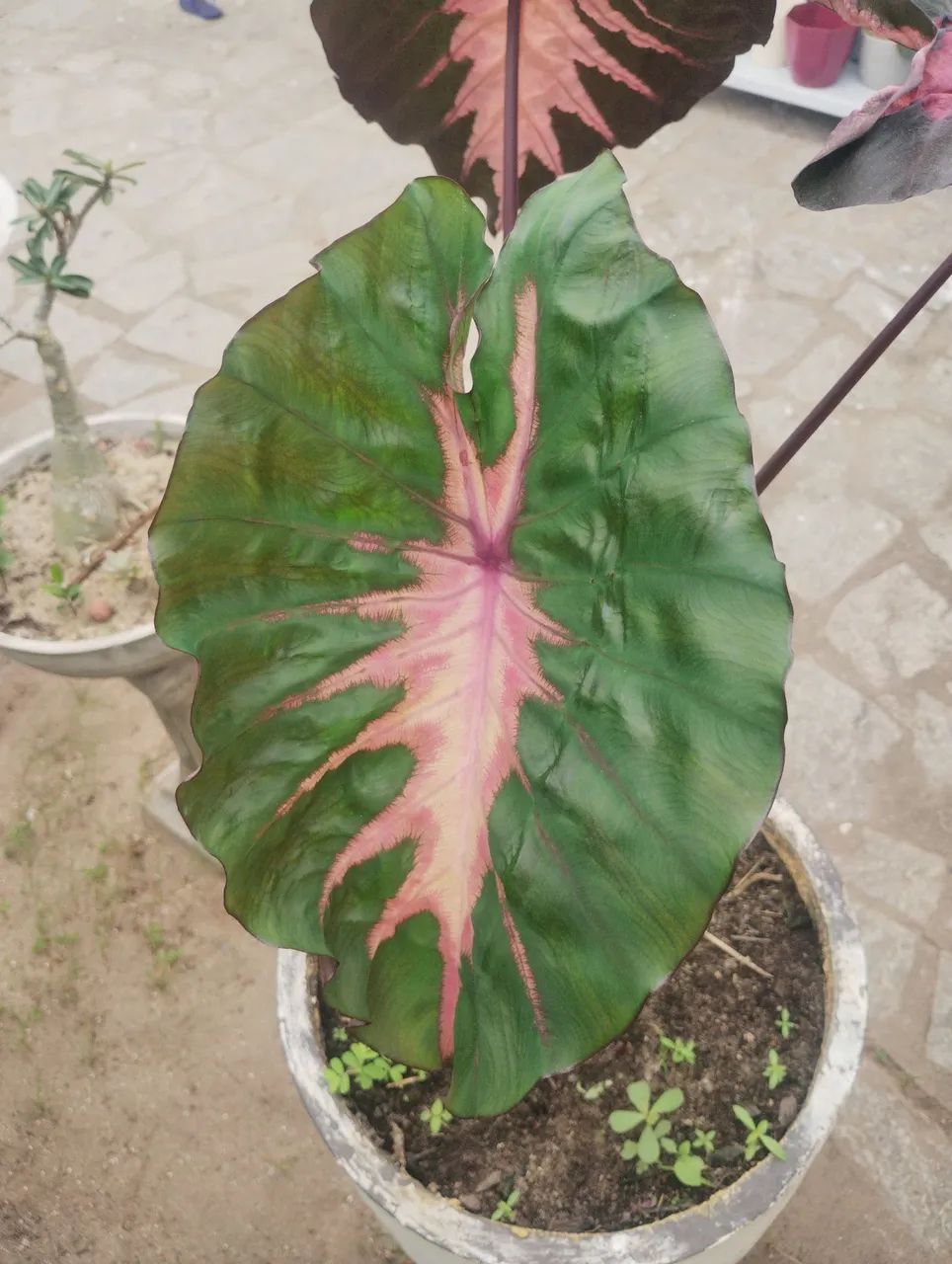 Colocasia Redemption  - Foto 3