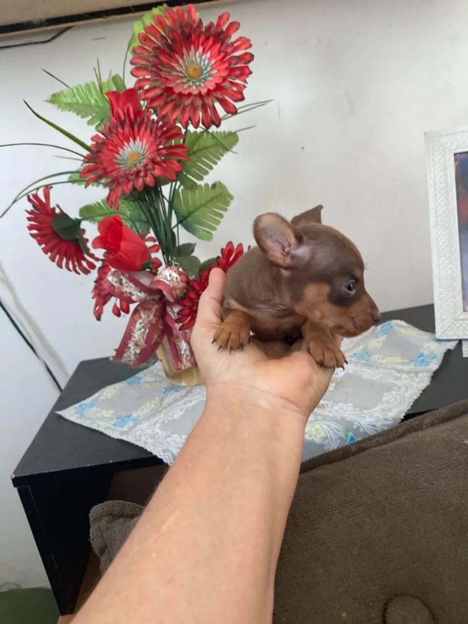 Pinscher Miniatura Chocolate  - Foto 2