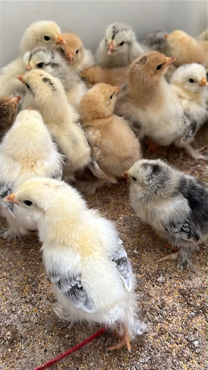 Galinha Brahma  - Foto 2