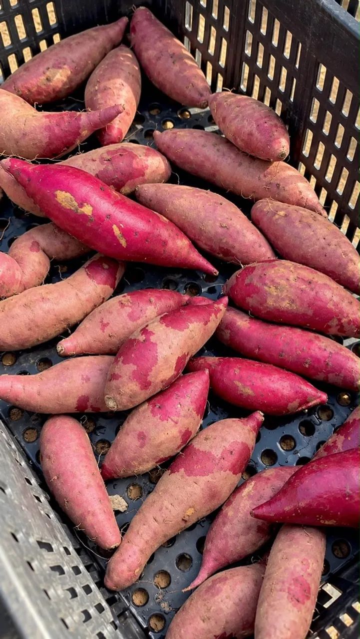 Batata doce direto do roçado - Foto 4
