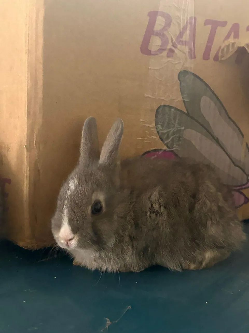 Filhotes de coelho  - Foto 5