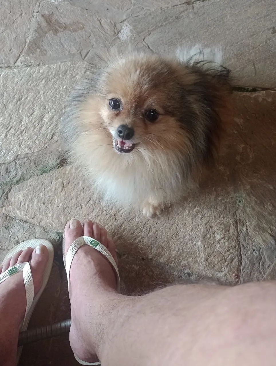 Vende-se filhotes de Lulu.da Pomerânia - Foto 2