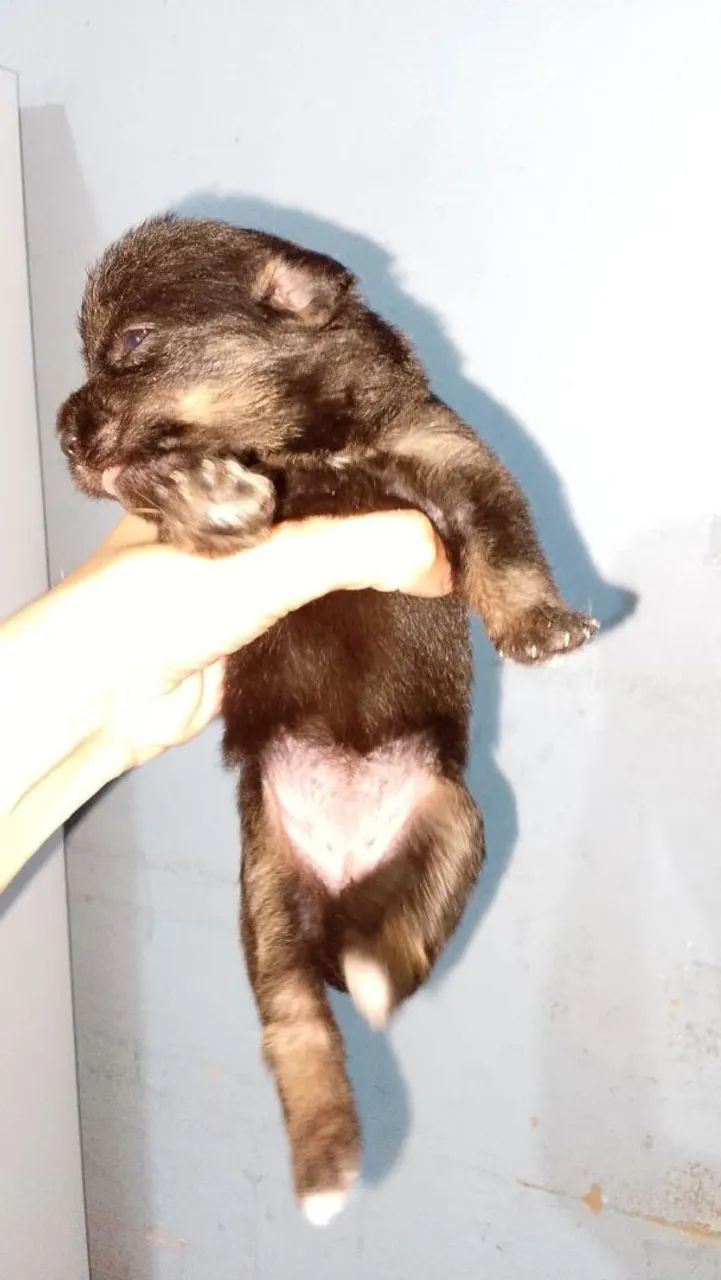 Cachorro