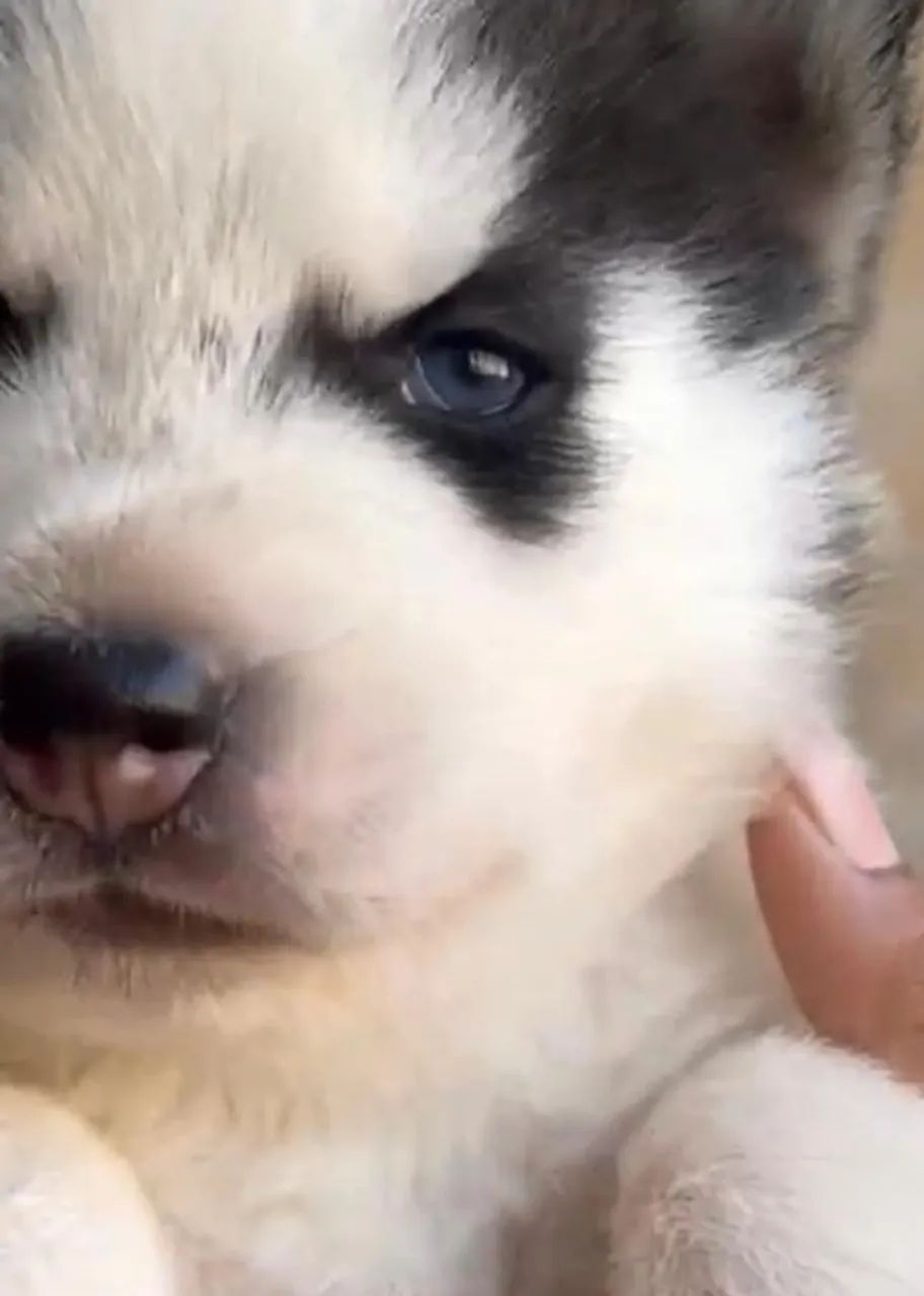 Husky siberiano com caracteristicas marcantes