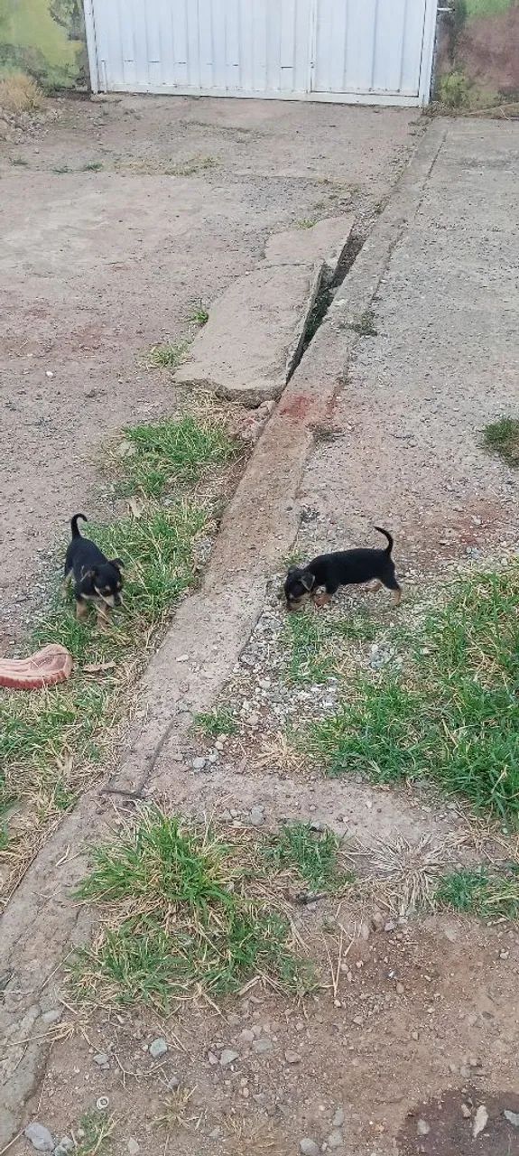 Pinscher 