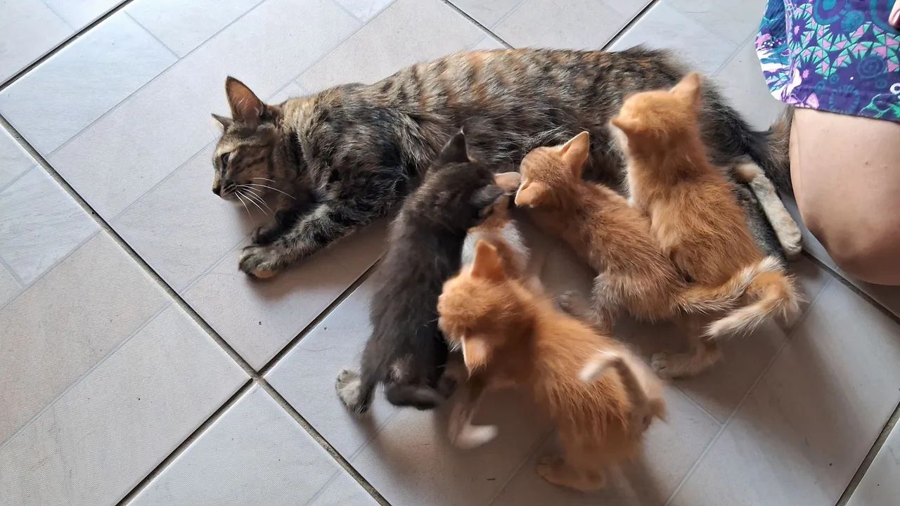 DOAÇÃO DE GATO - Foto 3