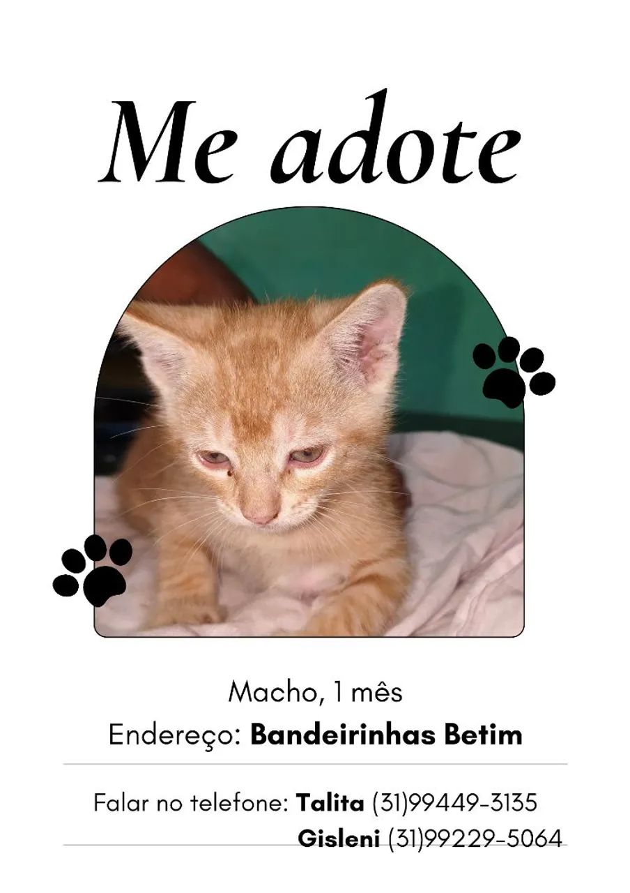 Gatos Gatinhos filhotes para adoção 