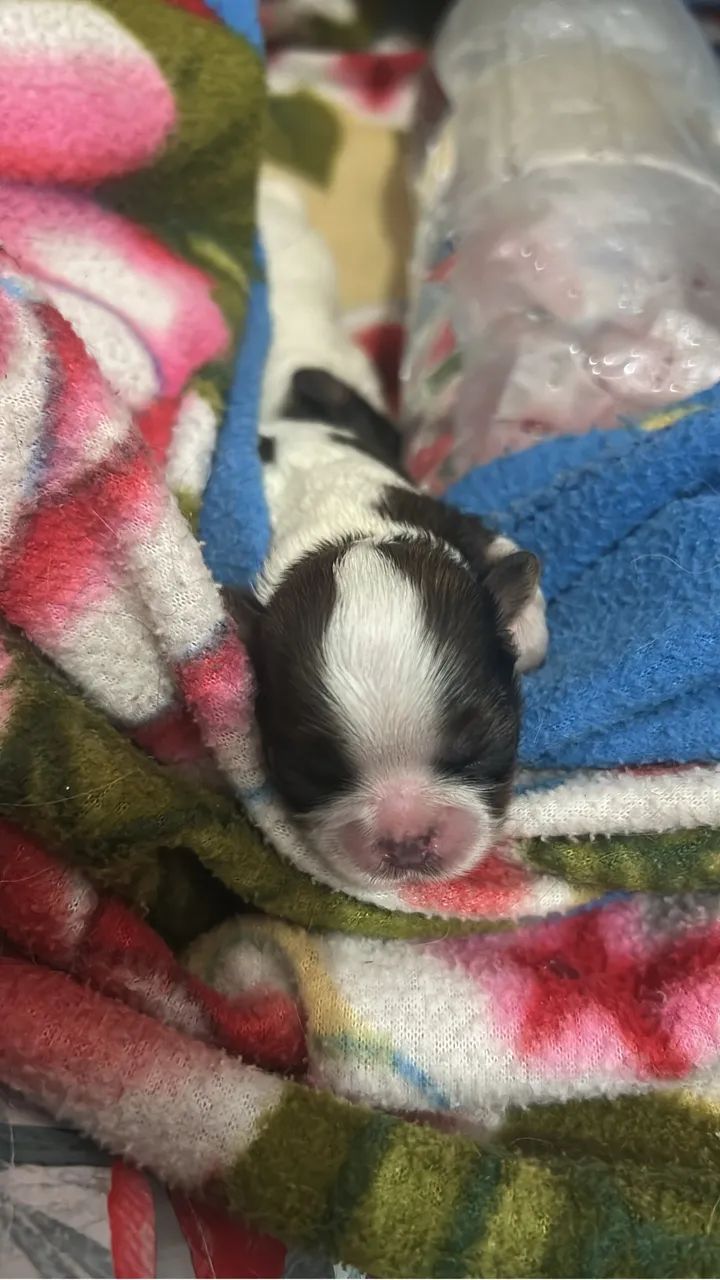 Shitzu micro  - Foto 2