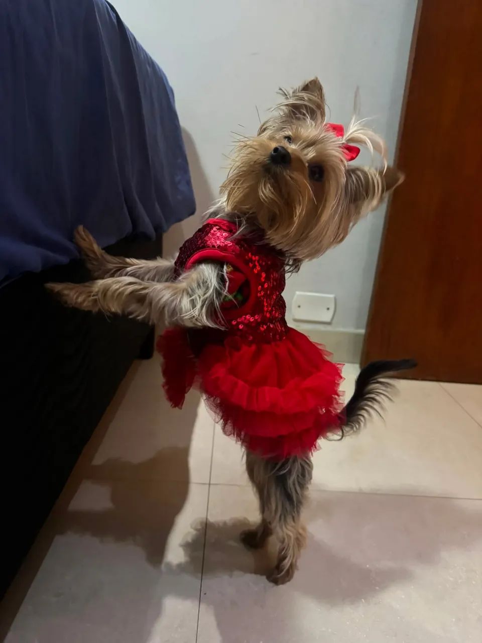 YORK SHIRE TERRIER  - Foto 3