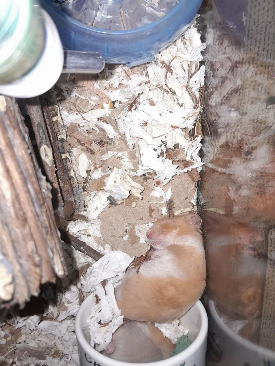 Hamsters e gaiolas 