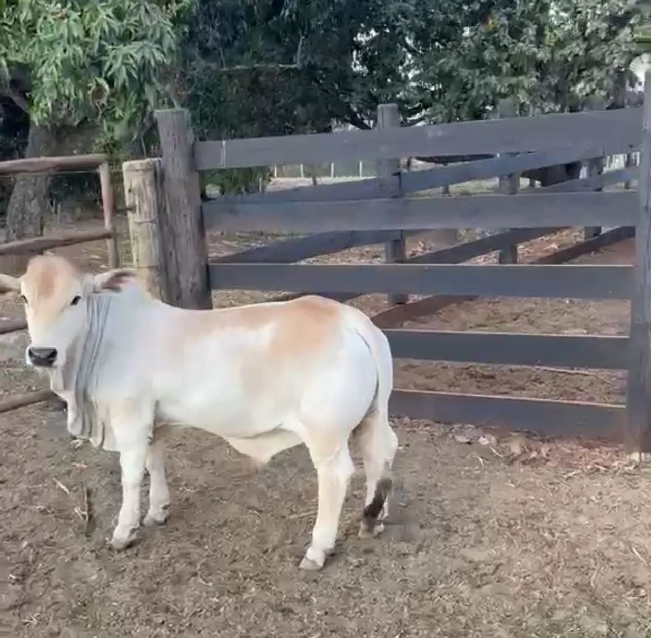 MINI BOI